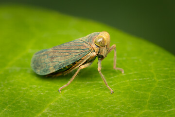 Small leafhopper resting on a green leaf on a summer afternoon with blurred background