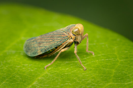 Small leafhopper resting on a green leaf on a summer afternoon with blurred background
