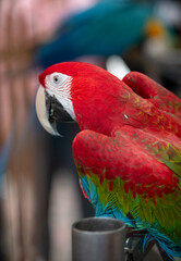 red and yellow macaw