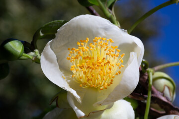 Tea or Chinese camellia or tea bush. White flowers of Camellia sinensis close-up, selective focus....