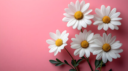 Fototapeta premium Elegant Cluster of White Daisies with Yellow Centers on a Soft Pink Background, Perfectly Capturing the Essence of Natural Beauty and Delicate Floral Aesthetics
