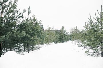 A country house in nature in winter. Rest in an ecologically clean place in winter. Glamping in...