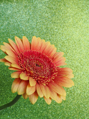 An orange gerbera flower against a sparkly glittering gold background