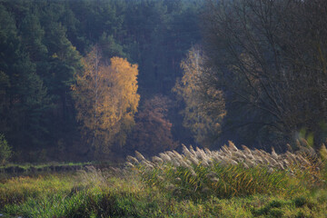 Beautiful autumnal scene. Autumn foliage background © Bagatela
