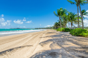 Morning view of the ocean and the palm tree lined at Bahia beach resort in Rio Grande, Puerto Rico 