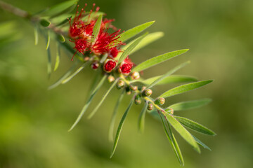 Fleur de callistemon