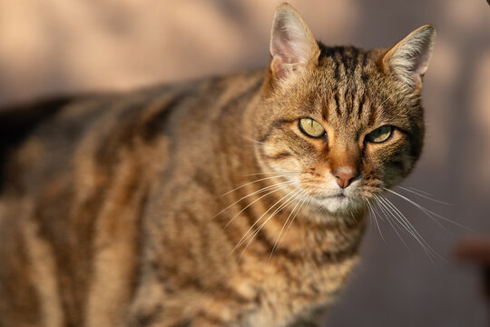 Chat tigr&eacute; europ&eacute;en