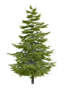 Isolated tree in spring, Douglas fir (Pseudotsuga menziesii), an evergreen conifer species in the pine family, Pinaceae. Nature and Christmas concepts. 3d illustration.