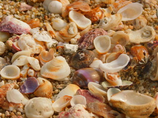 conchas de mar y arena