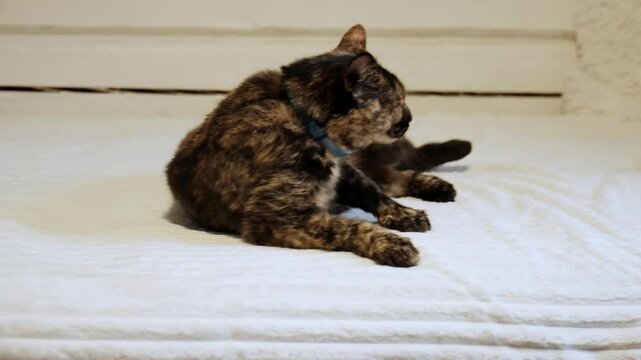 Sleeping tortoiseshell cat wakes up yawns and leaves the frame. Active rested animal went for a walk. Full of energy after rest. Cute creature. Happy life concept. 4K