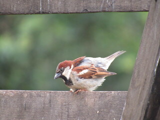 Sparrow perched on the fence. Brown and gray bird