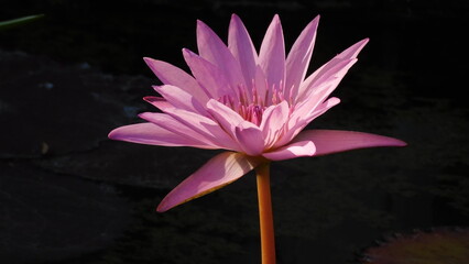 Flor del loto flor acuatica color rosado