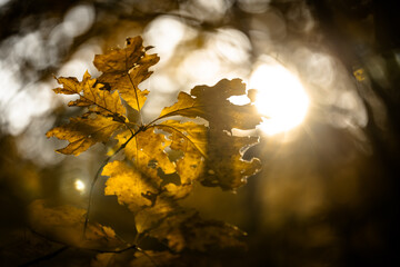 Golden Oak Leaves in Soft Morning Sunlight with Warm Forest Background..