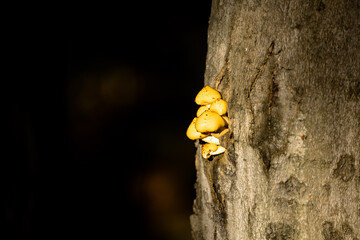 Yellow Mushrooms Growing on Tree Trunk in Autumn Forest.