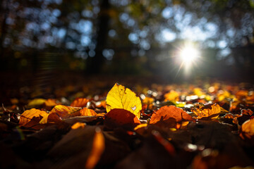 Fallen Autumn Leaves with Sunburst in Forest Background.