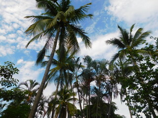 Fototapeta premium Palmar tropical con fondo el cielo azul y nubes arbol palma 