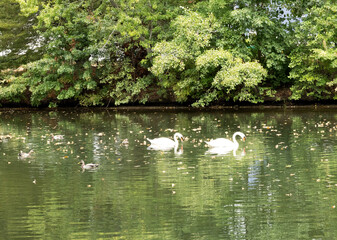 Two white swans swim on the river in the fall in Arlington Massachusets , Boston suburb