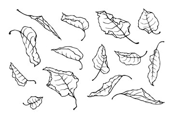 Obraz premium Set of line sketches,doodles of dry autumn leaves.Vector graphics.