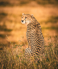 Cheetah