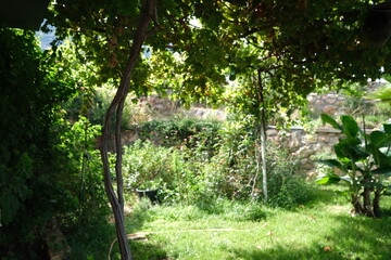 sun shining through trees