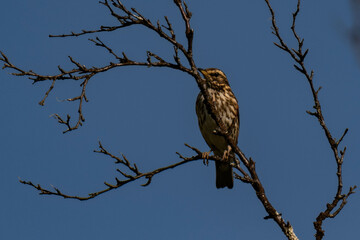 Redwing (Turdus iliacus) sitting on a tree branch