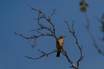 Redwing (Turdus iliacus) sitting on a tree branch