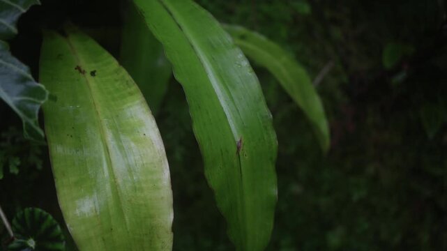 leaves in the forest jungle