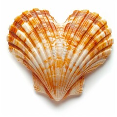 Fototapeta premium Beautiful orange and white heart shaped sea shell is laying on a white background