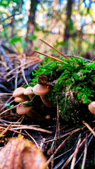 Autumn Armillaria mellea on Forest Floor: Cluster of Mushrooms with Light Brown Caps Growing Among Moss and Fallen Leaves.