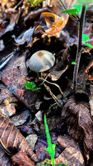 An atmosphere of autumnal tranquility: a small mushroom on the forest floor among the fallen leaves in the wild