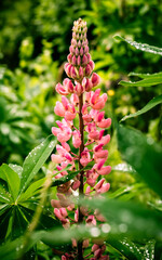 Red pink bonnet flower