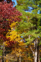 Obraz premium autumn in the forest