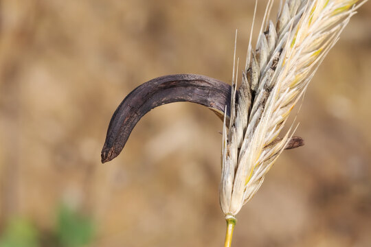 Mutterkorn, Sklerotium des Purpurbraunen Mutterkornpilzes (Claviceps purpurea, ergot fungus) an einer Roggen&auml;hre. Mit Mutterkorn verunreinigtes Getreide kann Ergotismus ausl&ouml;sen.