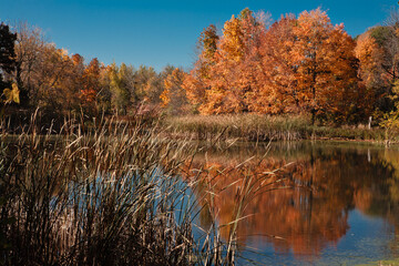 Shoreline maples reflecting autumn colors off marsh pond within Pike Lake Unit, Kettle Moraine State Forest, Hartford, Wisconsin
