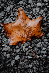 brightly colored single autumn leaf resting on a gravel path, showcasing rich brown hues.