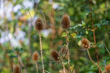 Dry thistle in the meadow