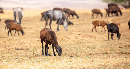 Fototapeta premium Rams and lambs graze in a meadow. Cattle grazing. A flock of rams walks across an autumn field in search of grass. sheep