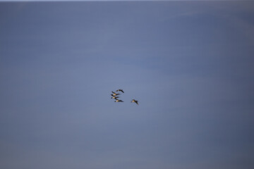 Flying birds, blue sky © Bagatela