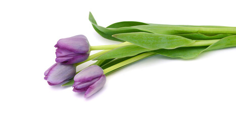 Colorful tulip flowers isolated on white