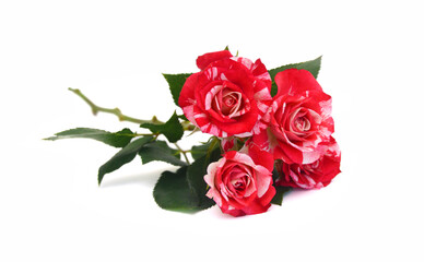 Fototapeta premium Bunch of rosy roses isolated on white