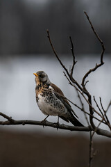 Fieldfare (Turdus pilaris) sitting on a tree branch