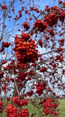 rowan fruit on tree against blue sky and field