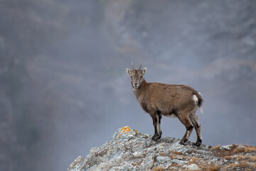 An alpine ibex (Capra ibex) stands majestically on a rocky outcrop, its gaze directed towards the camera. Misty air envelops the background, enhancing the serene and isolated mountain atmosphere. Alps