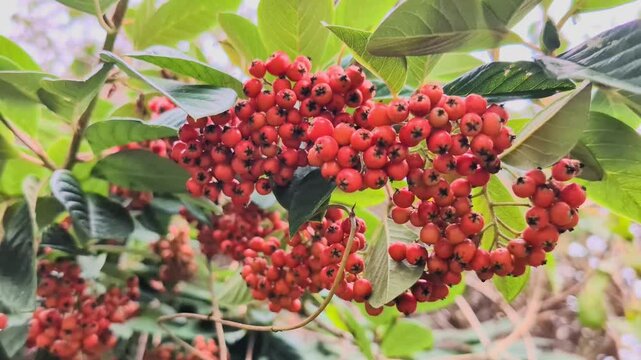 Pyracantha (Saphyr rogue), decorative garden bush with bright red berries, known by the common names narrow leaf firethorn, slender firethorn and woolly firethor