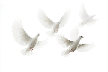 Obraz premium Elegant white doves in flight