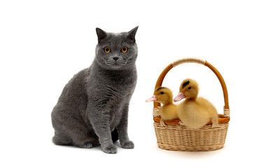 Gray cat and ducklings in a basket on a white background