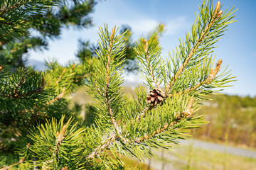 Pinus contorta, with the common names lodgepole pine and shore pine, and also known as twisted...