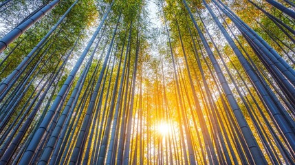 A vibrant bamboo forest with sunlight filtering through the tall, slender trunks, creating a serene and peaceful atmosphere.