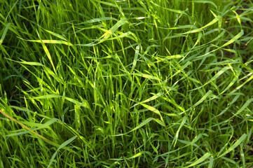 Fototapeta premium summer background: lush green grass