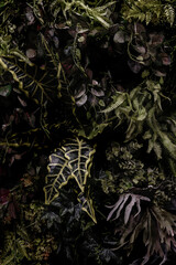 Herb wall, plant wall, natural green wallpaper and background. nature wall. Nature background of green forest